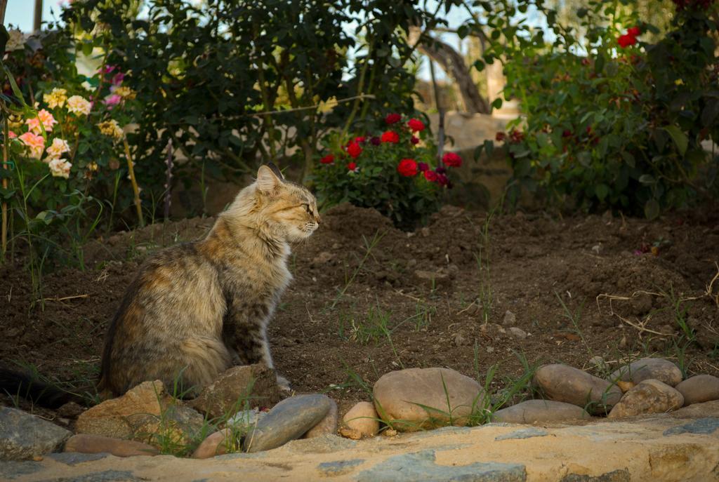 Melrinitas - Turismo Rural Serpa Bagian luar foto